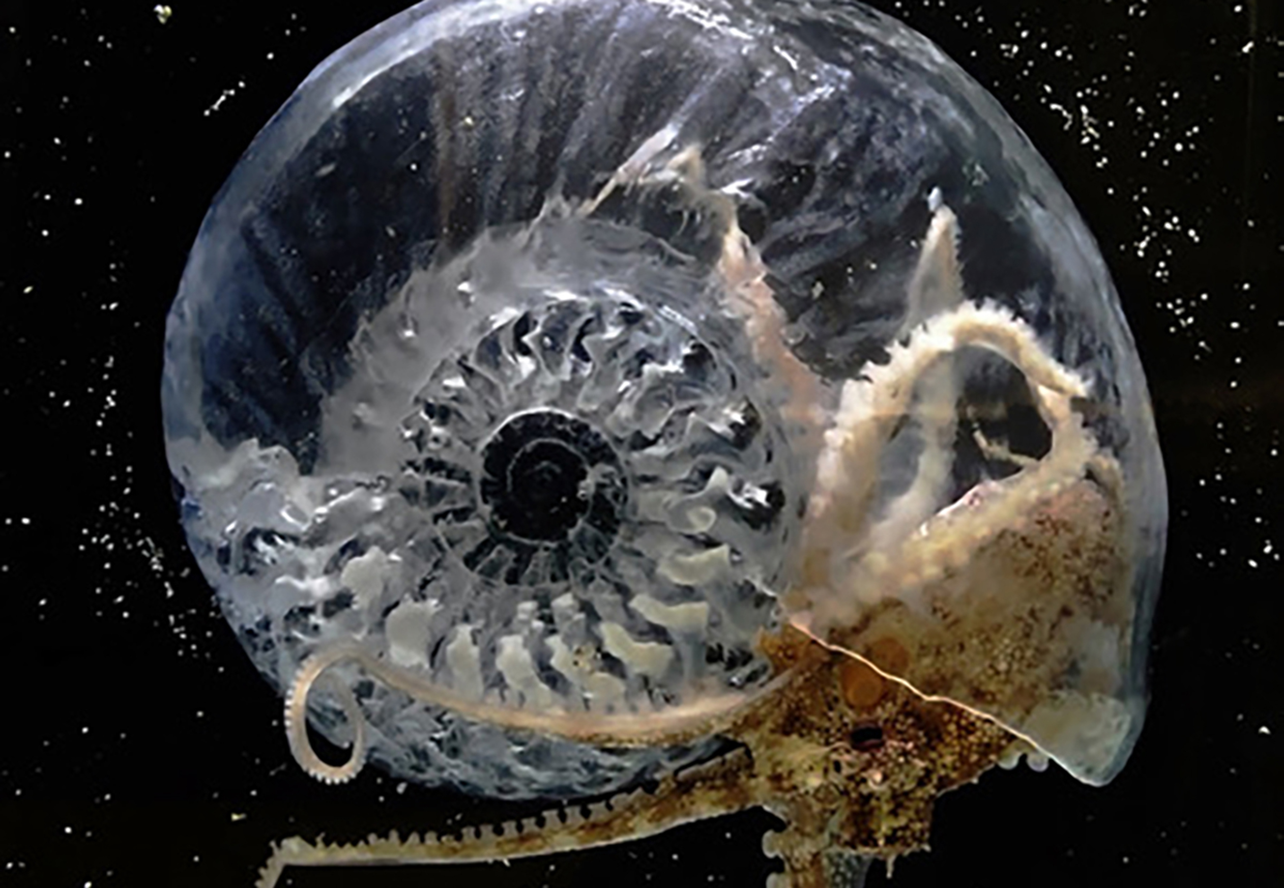 Think Evolution #1:Kiku-ishi(Ammonite)